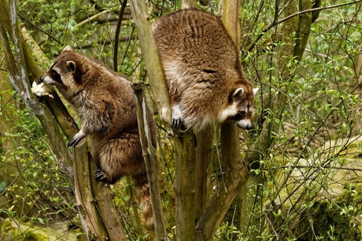 Raccoon