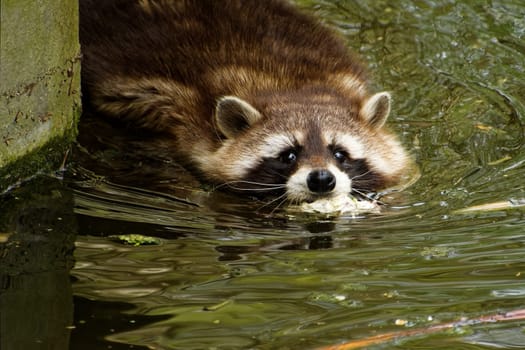 Raccoon