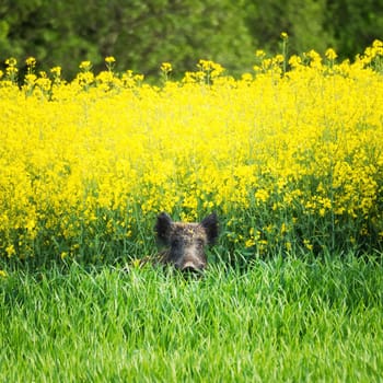 wild boar in the rape