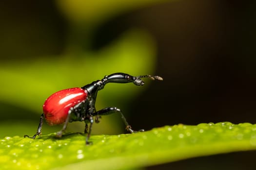 Female of bizarre bug, strange insect Giraffe Weevil (Trachelophorus Giraffa), Ranomafana National Park, Madagascar wildlife animal