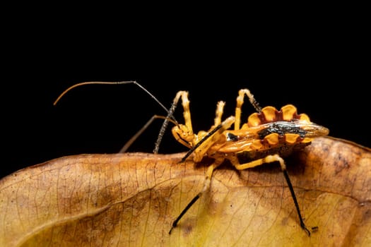 Assassin bugs, The Reduviidae sp. is a large cosmopolitan insect family of the order Hemiptera (true bugs). Analamazaotra National Park, Madagascar wildlife animal