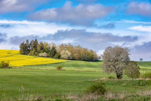 Beautiful spring countryside scenery featuring a blooming cherry tree, a green field with and a yellow field of rapeseed. Springtime landscape with blue sky and clouds. Czech Republic.