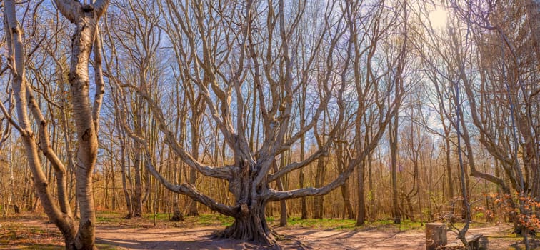 Fairytale shot of a branching beech (Fagus) in the bizarre-looking forest on Rügen's north-western peninsula of Wittow between Nonnevitz and Schwarbe. A beautiful nature motif.