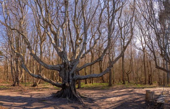 Fairytale shot of a branching beech (Fagus) in the bizarre-looking forest on Rügen's north-western peninsula of Wittow between Nonnevitz and Schwarbe. A beautiful nature motif.