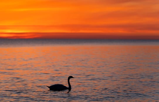 dark silhouette of a majestic white swan, (Cygnus olor), swimming in the mirror-smooth Baltic Sea in front of a breathtaking orange sunset, dreamlike atmosphere