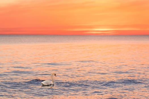 A majestic white swan (Cygnus olor) swims in the glassy Baltic Sea in front of a breathtaking orange sunset. Dreamlike atmosphere