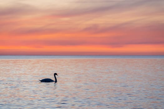 dark silhouette of a majestic white swan, (Cygnus olor), swimming in the mirror-smooth Baltic Sea in front of a breathtaking orange sunset, dreamlike atmosphere