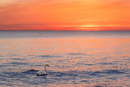 A majestic white swan (Cygnus olor) swims in the glassy Baltic Sea in front of a breathtaking orange sunset. Dreamlike atmosphere