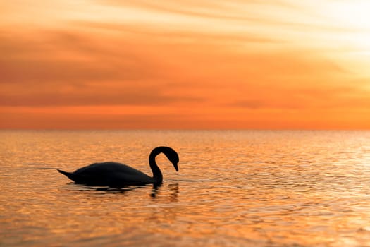 dark silhouette of a majestic white swan, (Cygnus olor), swimming in the mirror-smooth Baltic Sea in front of a breathtaking orange sunset, dreamlike atmosphere