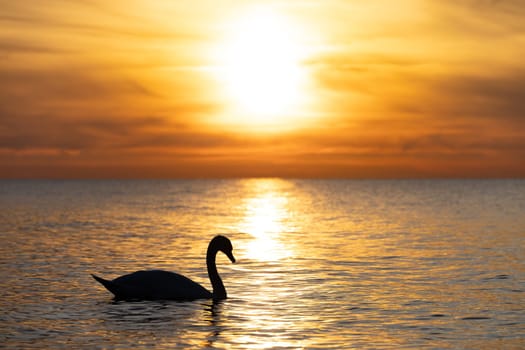 dark silhouette of a majestic white swan, (Cygnus olor), swimming in the mirror-smooth Baltic Sea in front of a breathtaking orange sunset, dreamlike atmosphere