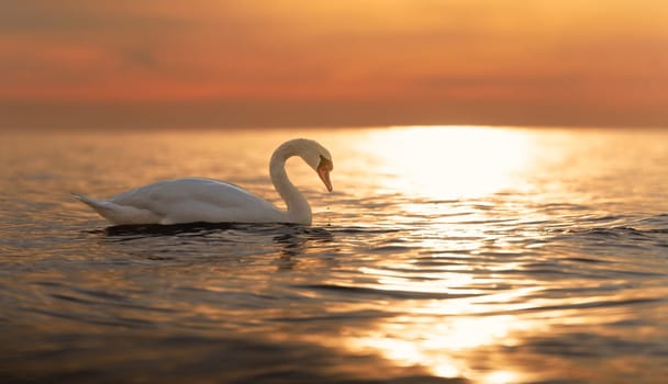 A majestic white swan (Cygnus olor) swims in the glassy Baltic Sea in front of a breathtaking orange sunset. Dreamlike atmosphere