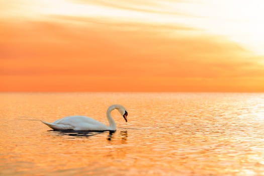A majestic white swan (Cygnus olor) swims in the glassy Baltic Sea in front of a breathtaking orange sunset. Dreamlike atmosphere