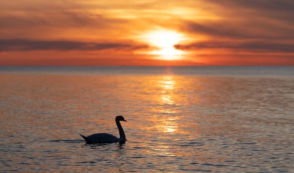 dark silhouette of a majestic white swan, (Cygnus olor), swimming in the mirror-smooth Baltic Sea in front of a breathtaking orange sunset, dreamlike atmosphere