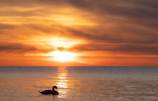 dark silhouette of a majestic white swan, (Cygnus olor), swimming in the mirror-smooth Baltic Sea in front of a breathtaking orange sunset, dreamlike atmosphere
