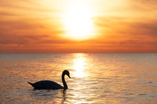 dark silhouette of a majestic white swan, (Cygnus olor), swimming in the mirror-smooth Baltic Sea in front of a breathtaking orange sunset, dreamlike atmosphere