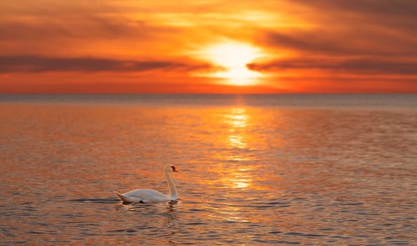 A majestic white swan (Cygnus olor) swims in the glassy Baltic Sea in front of a breathtaking orange sunset. Dreamlike atmosphere
