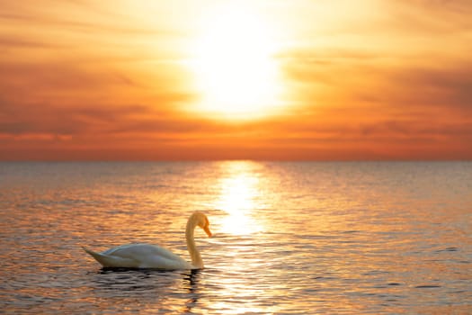 A majestic white swan (Cygnus olor) swims in the glassy Baltic Sea in front of a breathtaking orange sunset. Dreamlike atmosphere