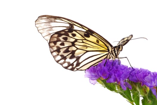 idea leuconoe on violet flower close up