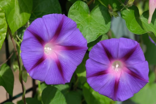 Flowers in the garden