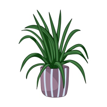 Hand drawn cute summer illustration of growing chlorophytum in pot. Vector simple colored doodle style.Home plant icon.