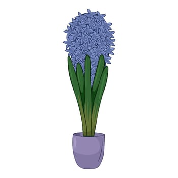 Hand drawn cute summer illustration of growing hyacinths in pot. Flat vector home plant Isolated on white background