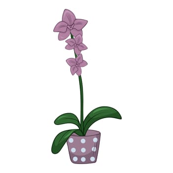 Hand drawn cute summer illustration of growing orchid in pot. Flat vector home plant Isolated on white background