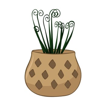 Hand drawn cute summer illustration of growing albuca in pot. Flat vector home plant Isolated on white background