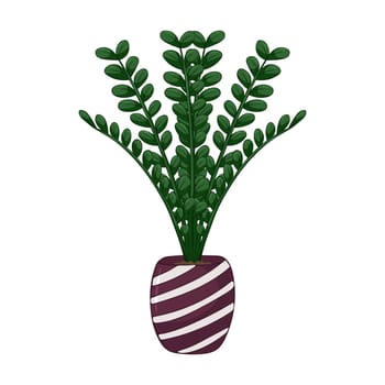 Hand drawn cute summer illustration of growing Zamioculcas in pot. Flat vector home plant Isolated on white background
