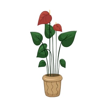 Hand drawn cute summer illustration of growing anthurium in pot. Flat vector home plant Isolated on white background