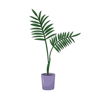 Hand drawn cute summer illustration of Archontophoenix in pot. Flat vector home plant Isolated on white background