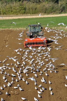 Plow tractor surrounded by seagulls