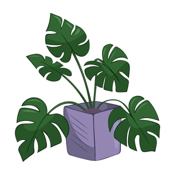 Hand drawn cute summer illustration of growing monstera in pot. Flat vector home plant Isolated on white background