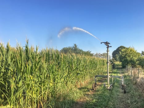 Farm field wheat growing field sprinkler. Agriculture. business.