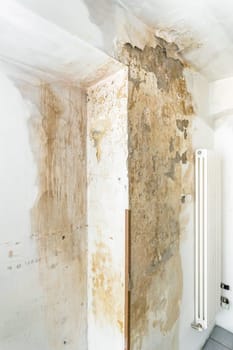Mold fungus on ceiling and wall of roomcreating health problems for the home owners. Molds can thrive on any organic matter including ceilings, walls and floors of homes with moisture.