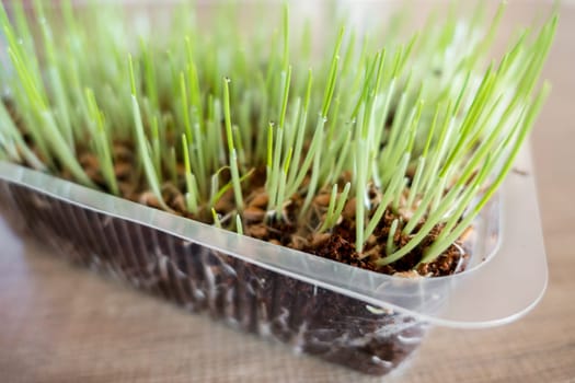 Green cat grass with dew drops grows in a plastic flower pot.  Blurred image.