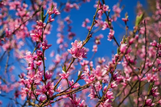 Beautiful peach blossom. Pink Peach Flowers. peach flowers on blue sky background.
