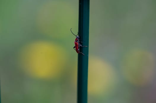 Red longhorn beetle ( Cerambycidae ) on a green metal stick in nature