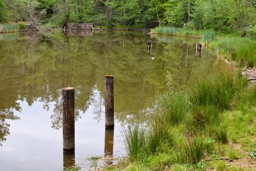 Shore at a small lake with wooden posts in the water and reflection of trees in the water