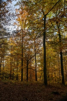 Trees in the forest in autumn with lots of fallen leaves