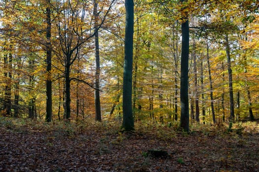 Trees in the forest in autumn with lots of fallen leaves