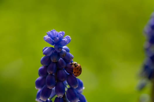 Orange ladybug ( Coccinellidae ) on a blue grape hyacinth ( Muscari ) in green nature