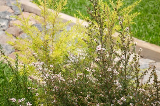Tropical garden with botanic plants stone, stock photo