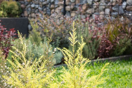 Tropical garden with botanic plants stone, stock photo