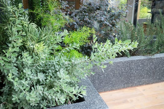 Tropical garden with botanic plants stone, stock photo
