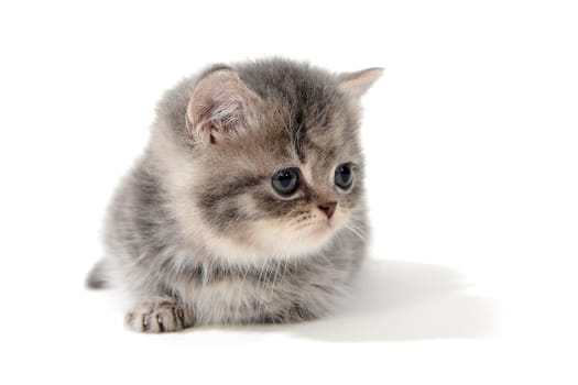 a small fluffy kitten on a white isolated background. High quality photo
