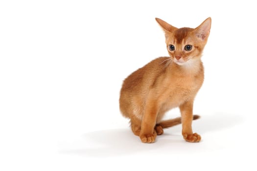 Abyssinian red kitten on a white isolated background. High quality photo
