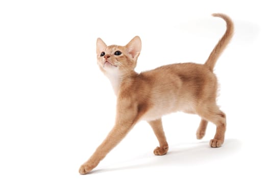 Abyssinian red kitten on a white isolated background. High quality photo