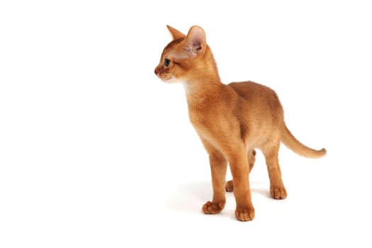 Abyssinian red kitten on a white isolated background. High quality photo