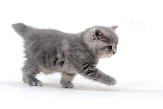 a small fluffy kitten on a white isolated background. High quality photo