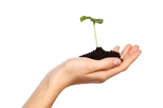 plant in the women hands on a white background